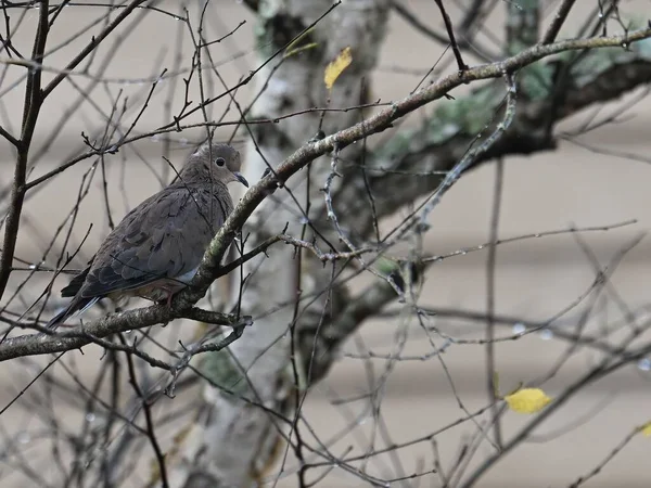 在树枝上栖息着的一只怀旧小鸽子的特写镜头 — 图库照片