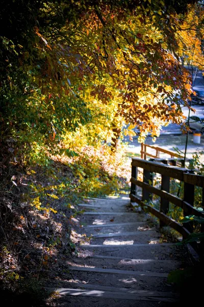 Tiro Vertical Escadas Parque Com Árvores Dia Ensolarado Outono — Fotografia de Stock