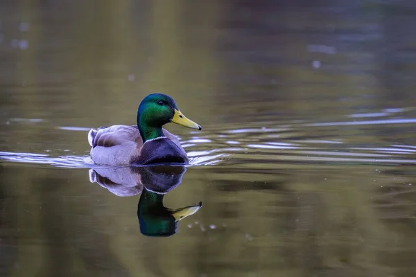 一只雄性野鸭在湖中游泳的水平照片 湖面上有华盛顿的倒影 — 图库照片