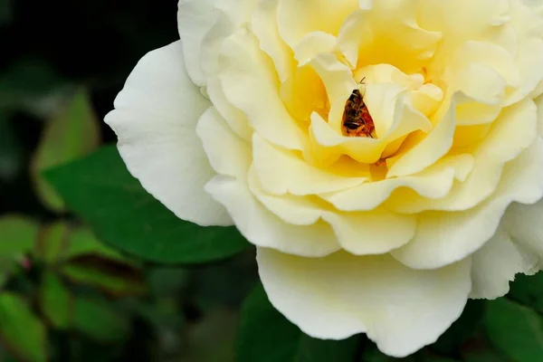 Eine Nahaufnahme Einer Gelben Rose Einem Garten Während Des Tages — Stockfoto