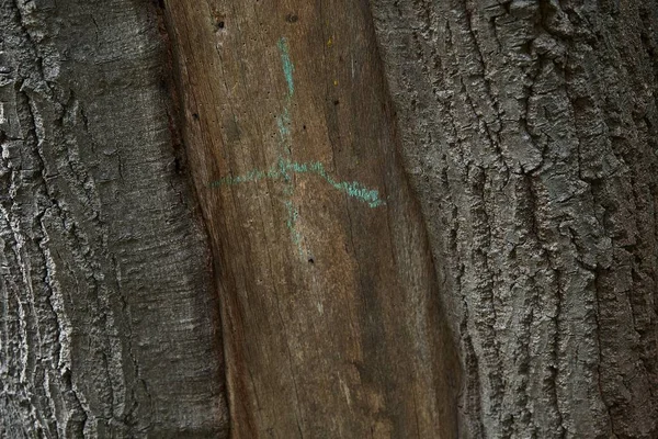 ภาพระยะใกล ของรายละเอ ยดบนเปล อกไม าตาล — ภาพถ่ายสต็อก