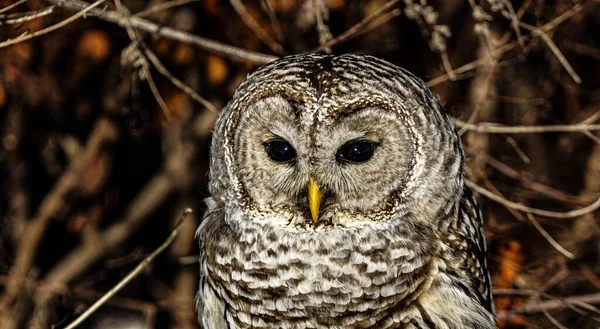 Closeup Shot Barred Owl Forest — Stock Photo, Image