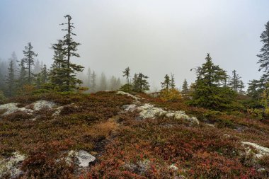 Norveç 'in Totenaasen Tepeleri' nde sisle kaplı manzaralı bir bitki örtüsü.
