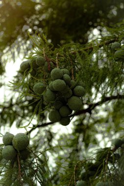 Ağaçtan sarkan portakalların dikey görüntüsü.