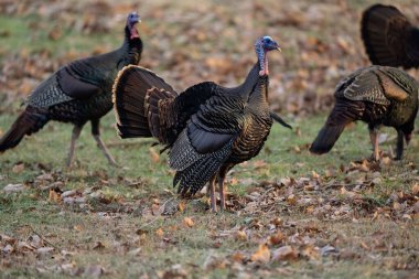 Kuru otların üzerinde bir grup hindi
