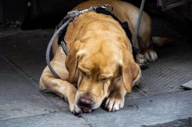 Tatlı bir Labrador Retriever köpeğinin yakın çekimi.