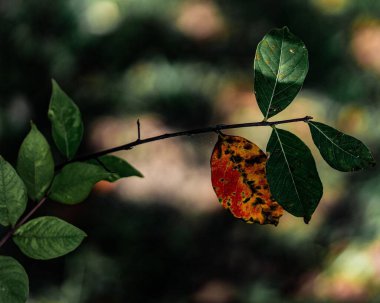 Yeşil yaprakların yakın çekimi ve gün ışığında dalda sallanan hasarlı bir yaprak.