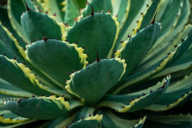 Yaprakların kenarlarında sarı çizgiler olan yeşil, dikenli bir agave.