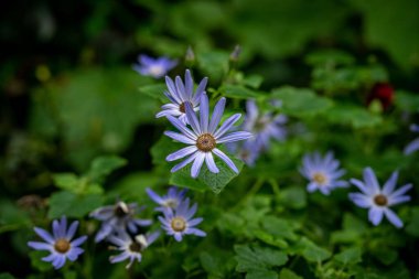 Bahçedeki mavimsi Ragwort çiçeklerinin üst görüntüsü.