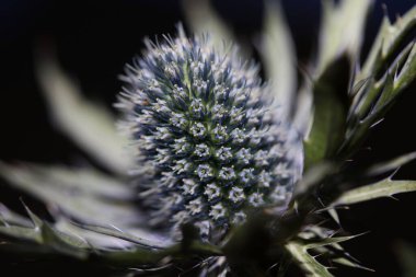 Bulanık arkaplana karşı mavi eryngo (Eryngium planum) yakın plan çekimi