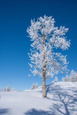 Mavi gökyüzünün altındaki beyaz karlı bir alanda çıplak donmuş bir ağacın dikey görüntüsü.