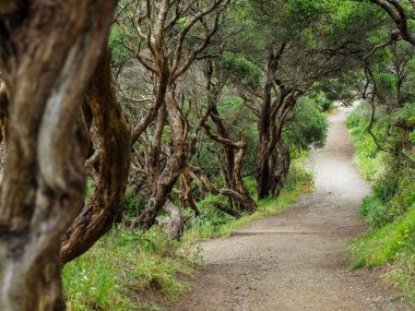 Kalın dallı ağaçlarla çevrili manzaralı bir park yolu.