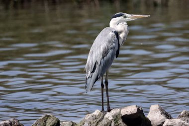 Gölün kenarındaki gri balıkçıl (Ardea cinerea).