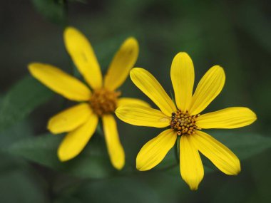 Sarı bir Helianthus Schweinitzii çiçeğinin yumuşak bulanık arkaplanındaki bir böceğin yakın plan görüntüsü.