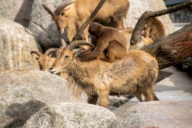 Kahverengi bir keçi ve bir maymunun hayvan koruma programında çekilmiş yakın plan fotoğrafı.