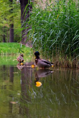 Parktaki sığ gölette iki yaban ördeğinin dikey görüntüsü.