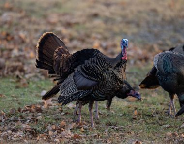 Kuru otların üzerinde bir grup hindi
