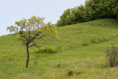 Ağaçları ve çalıları olan kırsal yeşil bir vadinin güzel bir görüntüsü.