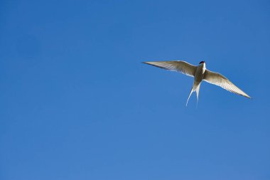 Güneşli bir günde mavi gökyüzüne doğru uçan güzel bir kutup deniz kuşu.