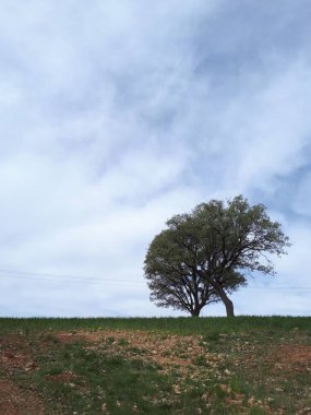 Bulutlu gökyüzüne karşı yeşil alanda iki ağacın dikey görüntüsü.