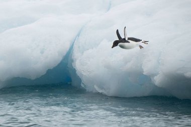 Suya atlayan küçük bir Arctica Adelie pengueninin (Pygoscelis adeliae) yakın çekimi