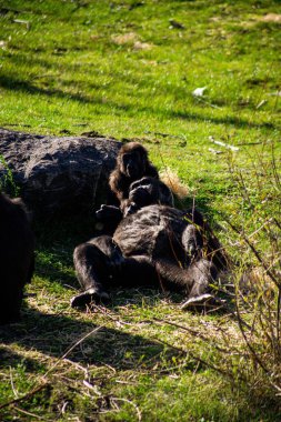 Genç bir maymunla bir kayanın yanında bir tarlada yatan dişi maymunun dikey görüntüsü.