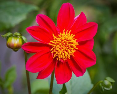 Bahçedeki kırmızı bir yıldız çiçeğinin yakın çekimi..