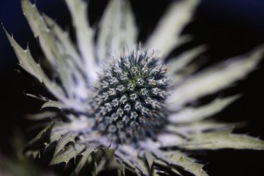 Bulanık arkaplana karşı mavi eryngo (Eryngium planum) yakın plan çekimi