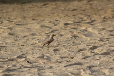 Kumlu bir zeminde küçük bir Calandra tarlakuşunun (Melanocorypha calandra) yakın çekimi