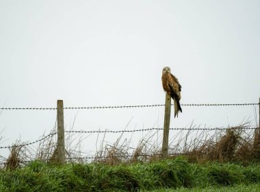 Ahşap bir direğin üzerinde sıradan bir kerkenezin yakın plan çekimi.