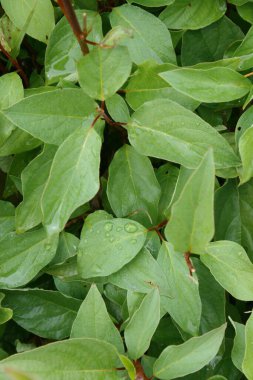 Dikey olarak poligonum multiflorum yeşil yaprakları ve su damlaları.