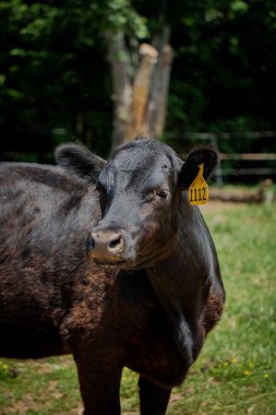 Çiftlikteki güzel siyah Aberdeen Angus 'un yakın çekimi.