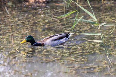 Suyun yüzeyinde yüzen bir Mallard ördeğinin yakın plan fotoğrafı.