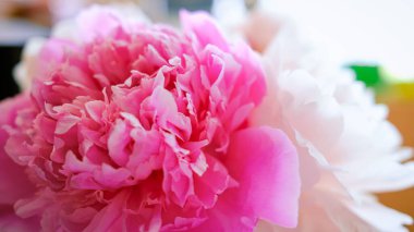 Pembe şakayığın yakın çekimi.