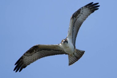 Uçuşu sırasında bir balık avının (Pandion haliaetus) yakın çekimi