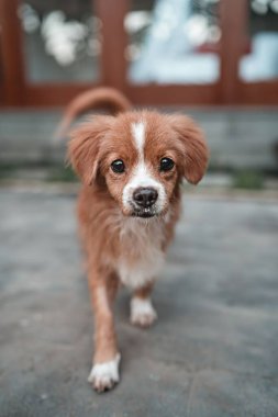 Caddede yürüyen sevimli kahverengi bir Kokoni köpeğinin dikey portresi.