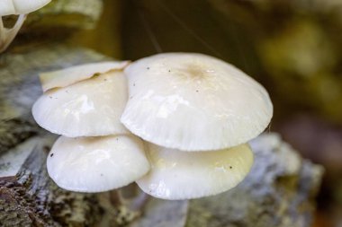 Oudemansiella mukoza mantarı kümesinin makro görüntüsü, ormandaki bir ağaç kütüğünde yetişiyor.