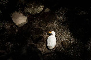 Yunanistan 'ın Rodos kentinde karanlıkta suda beyaz bir ördeğin üst görüntüsü.