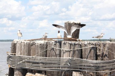 Arkasında bulutlu bir gökyüzü olan ahşap bir iskeleye tünemiş bir martı sürüsü, Chesapeake Körfezi, Birleşik Devletler