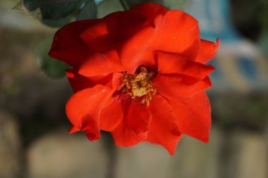 Bulanık bir arkaplanı olan, güneş ışığının altındaki bir tarlada büyüyen kırmızı bir floribunda yakın çekim.