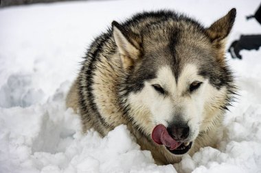 Büyük Alaska Malamute 'unun yakın çekimi yoğun kar altında dil çıkartarak koşuyor.