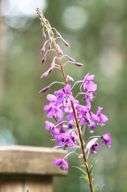 Vahşi doğada büyüyen Fireweed 'in dikey yakın çekimi
