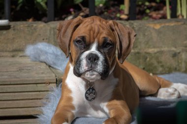 Kahverengi bir boksör köpeğinin kameraya baktığı yakın çekim.