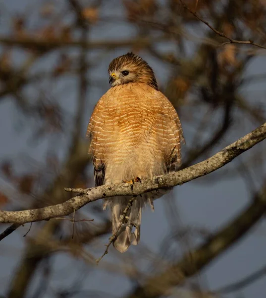 Closeup Red Shouldered Hawk Buteo Lineatus Perched Tree Branch Blurred — Stock Photo, Image