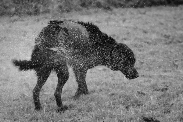 Черно Белый Снимок Собаки Траве Стряхивающей Воду — стоковое фото