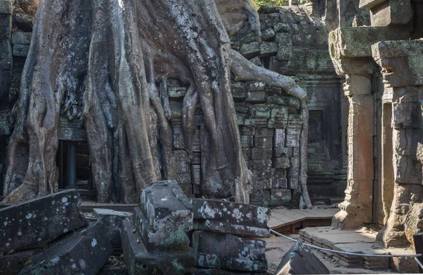Una Hermosa Toma Del Templo Prohm Complejo Templos Angkor Wat —  Fotos de Stock