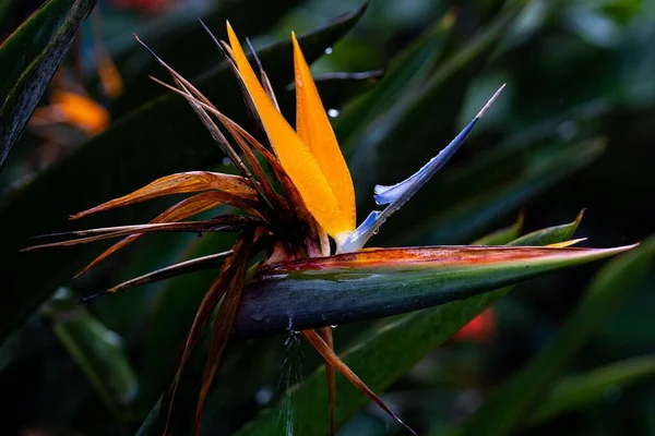 在模糊的背景下 在花园里挂着锋利花瓣的鹤花的特写镜头 — 图库照片