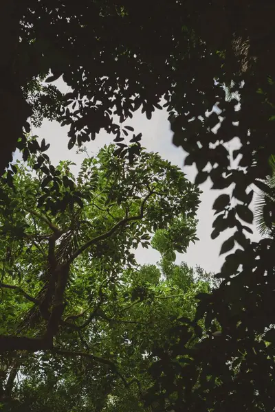 Ein Schöner Blick Auf Frische Grüne Blätter Auf Zweigen Wald — Stockfoto