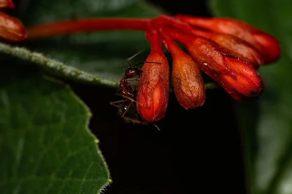 Zbliżenie Ujęcie Mrówki Chodzącej Zamkniętych Pączkach Kwiatowych Ogrodzie — Zdjęcie stockowe