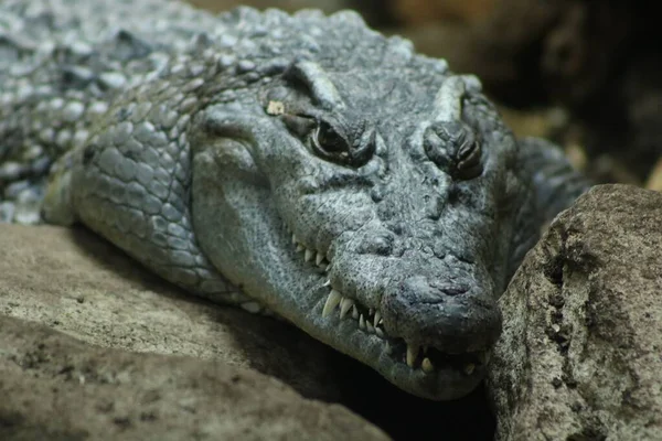 Crocodilo Descansando Sobre Fundo Borrado Uma Gaiola Zoológico Durante Dia — Fotografia de Stock